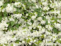 IMGP0006 Pretty white roses