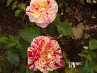 IMGP0007 Don't know what kind of rose but it is pretty