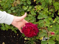 IMGP0010 Another Red Rose