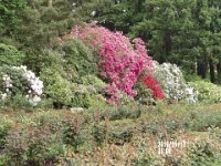 IMGP0013 Bunches of  Roses