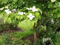 IMGP0016 What kind of flower is this?