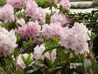 IMGP0020 Some kind of Rose