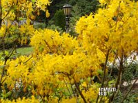 IMGP0021 Yellow flowers